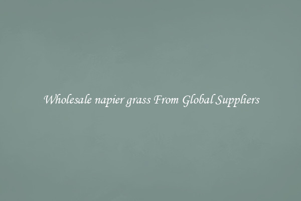 Wholesale napier grass From Global Suppliers