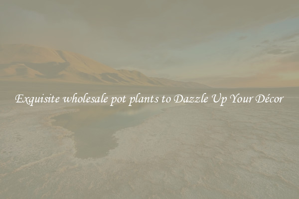 Exquisite wholesale pot plants to Dazzle Up Your Décor 